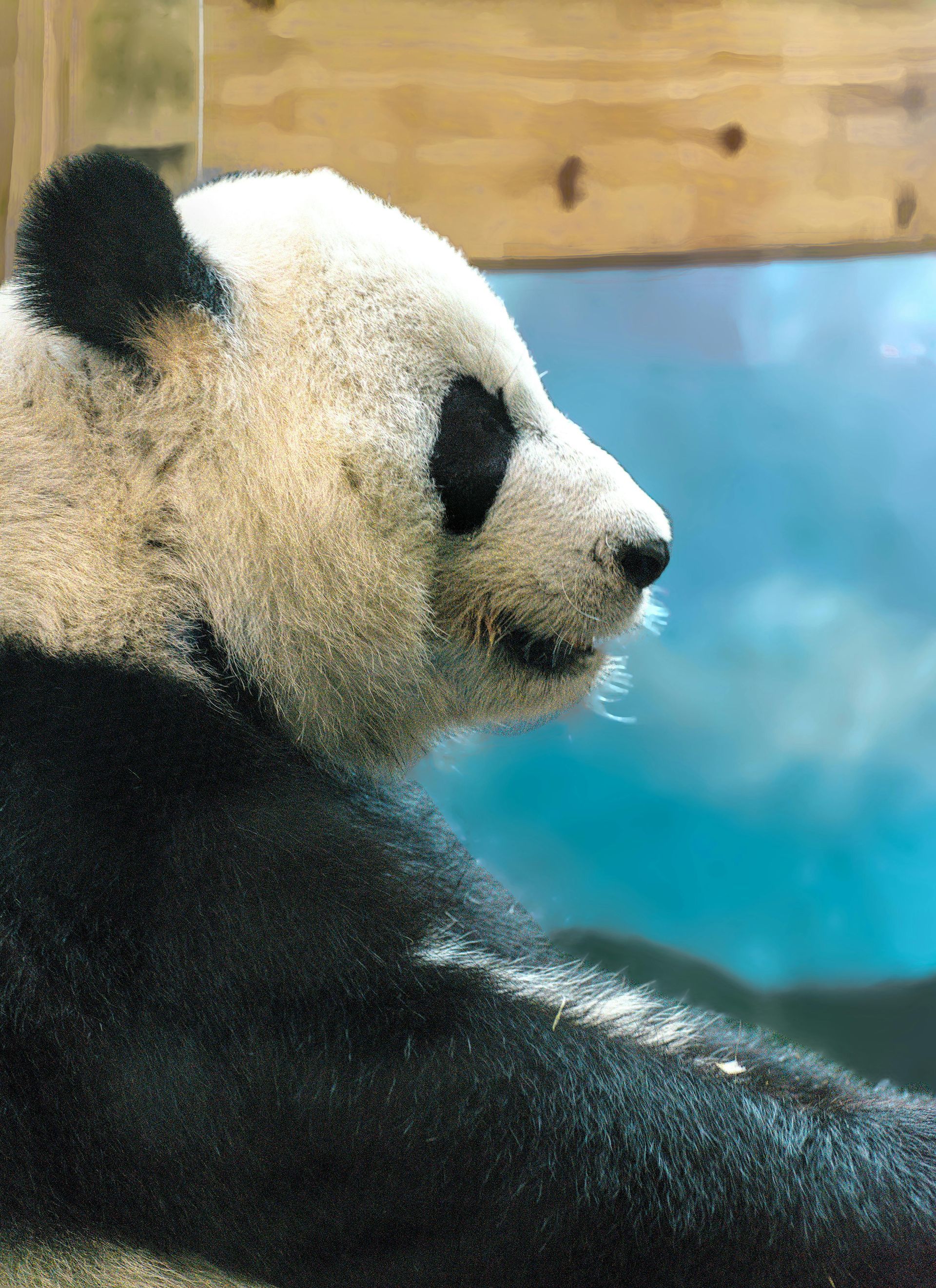 A panda bear is laying down and looking at the camera.