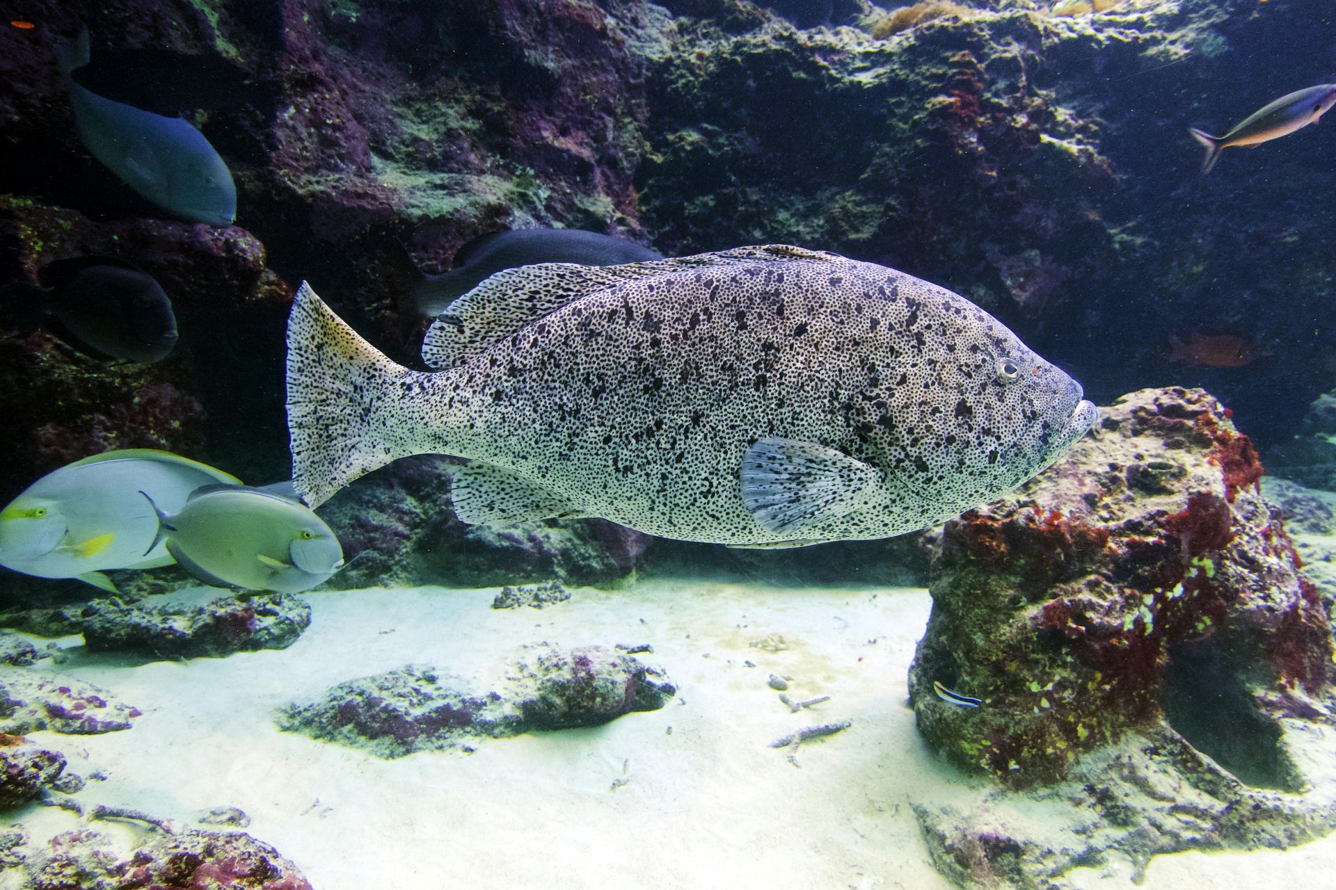 A leopard print fish is swimming in a tank with other fish