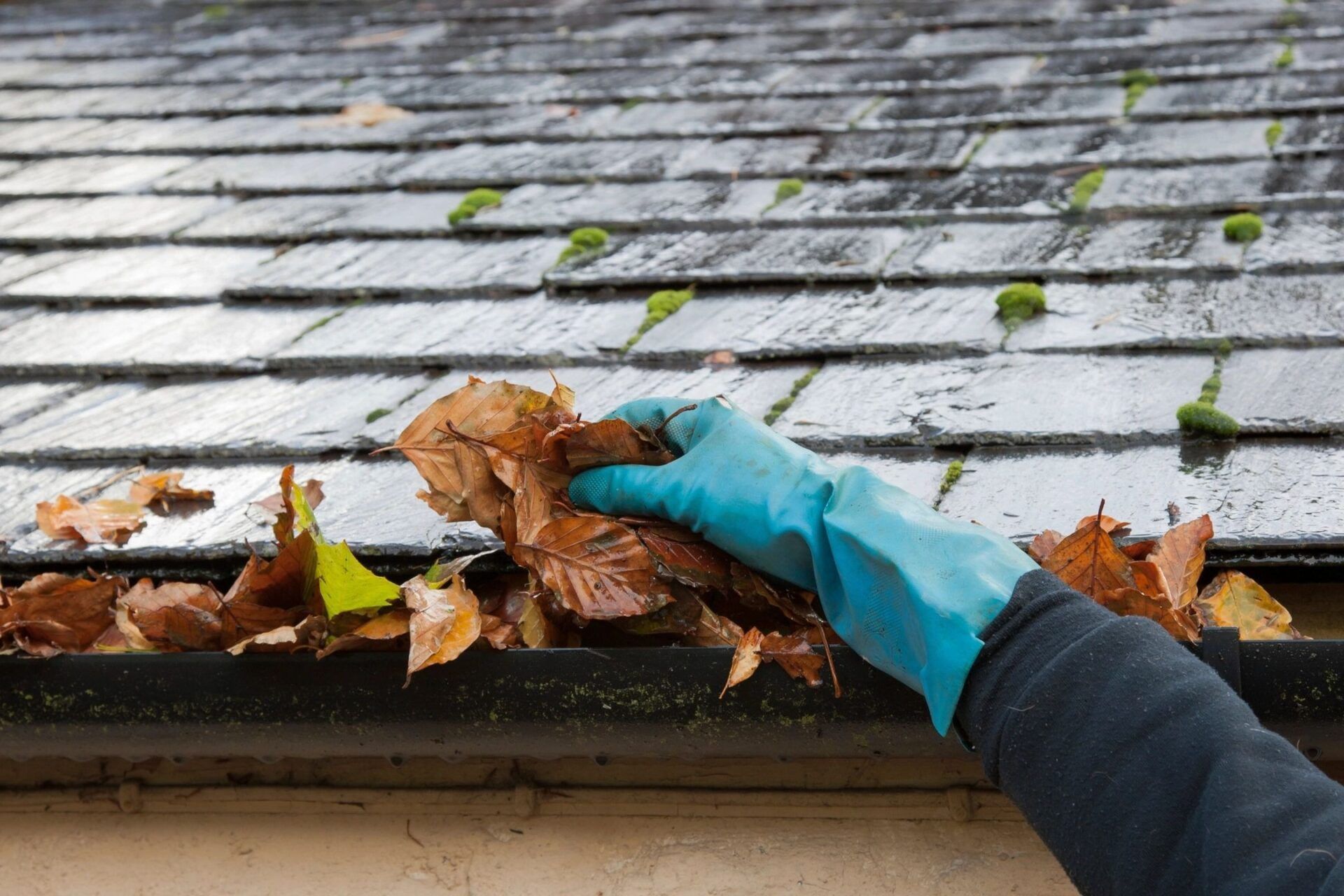 A person is cleaning a gutter of leaves from a roof.