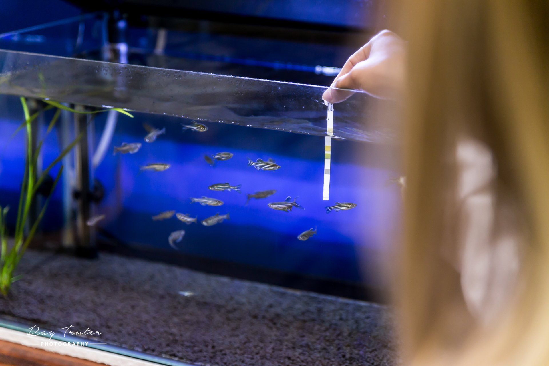 Zebrafish Breeding Facility