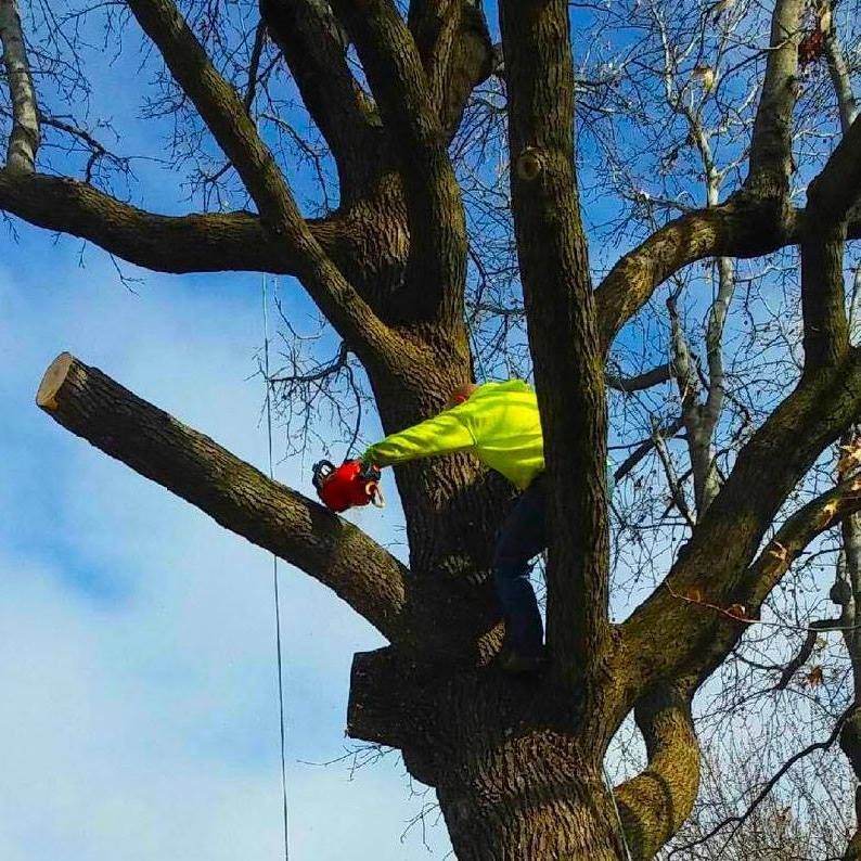 A person in a bright yellow safety jacket stands in a tree, cutting a large branch with a red chainsaw.