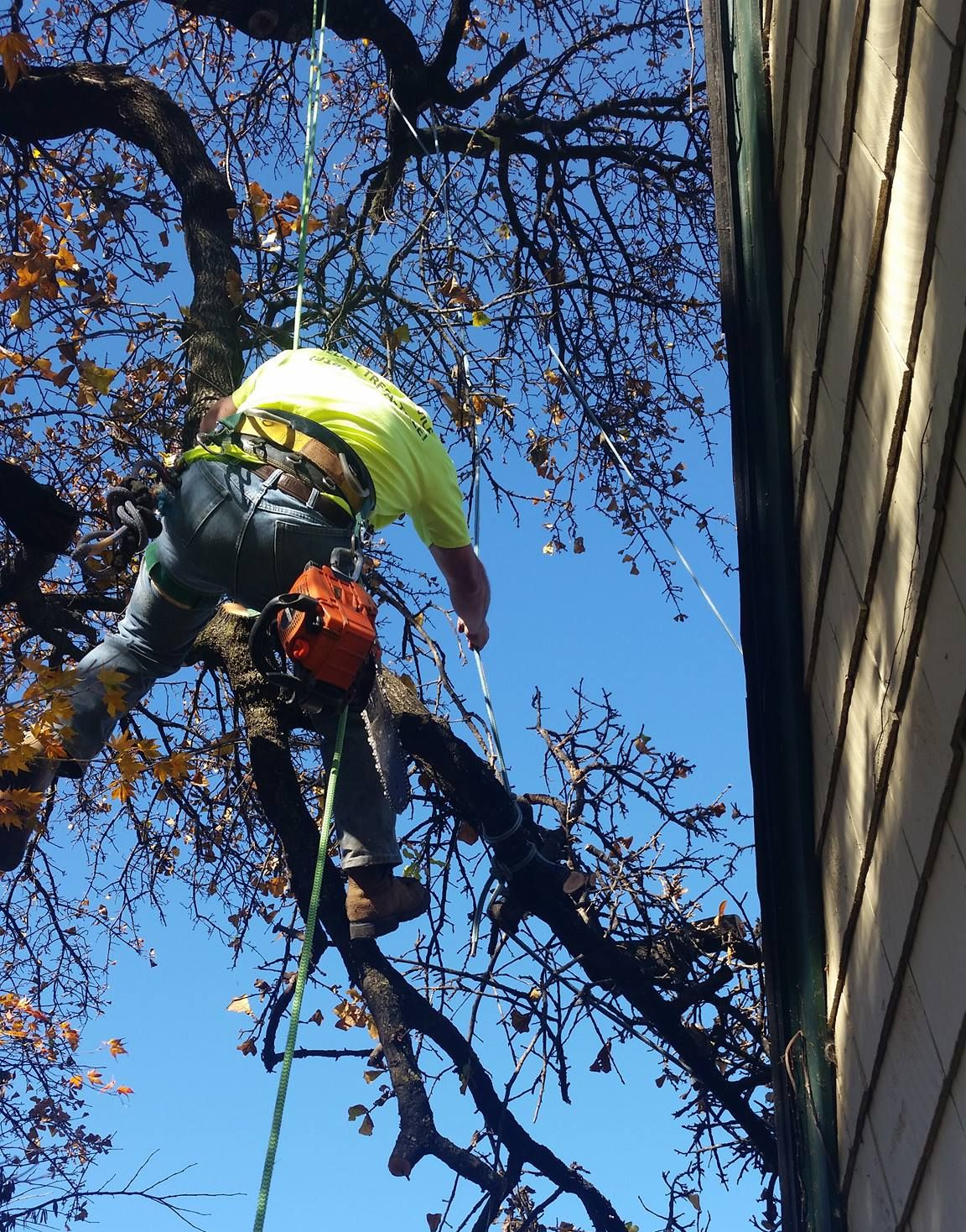 An arborist in a high-visibility shirt is suspended by ropes in a bare-branched tree, holding a chainsaw near a house.