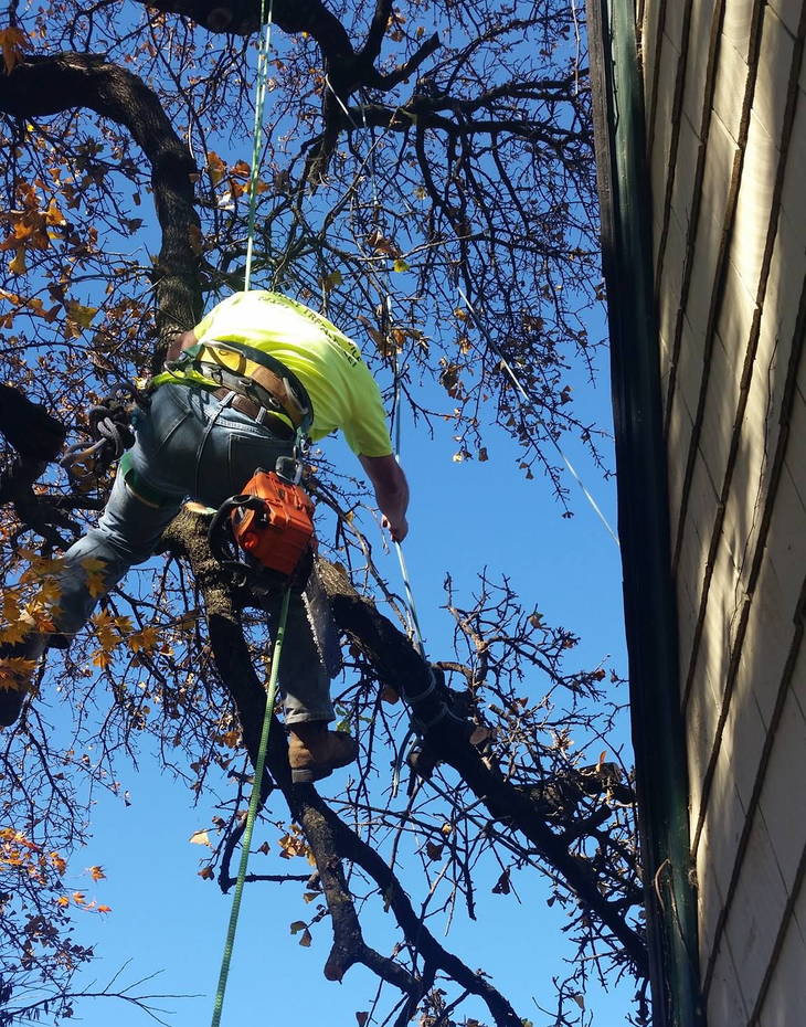 An arborist in a high-visibility shirt is suspended by ropes in a bare-branched tree, holding a chainsaw near a house.
