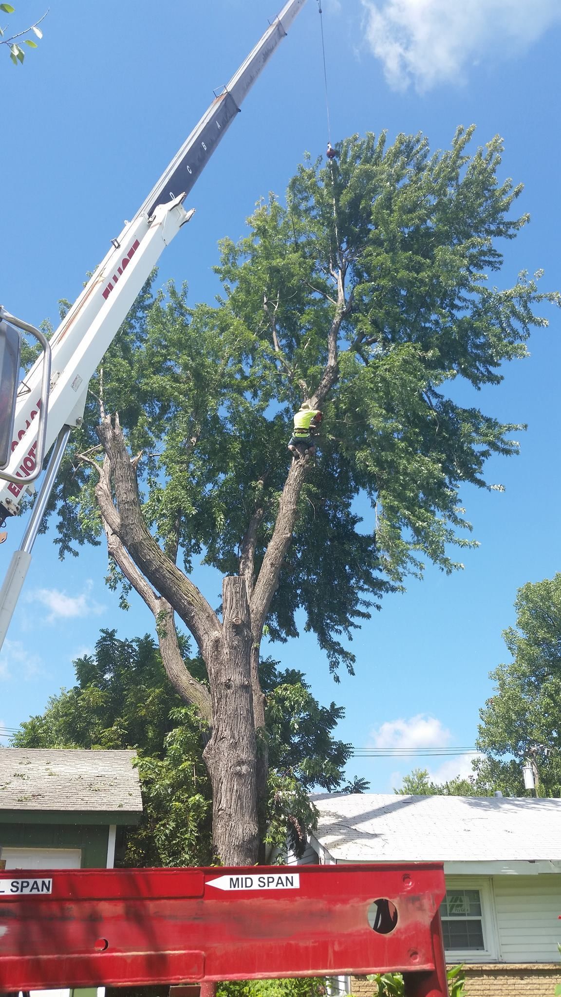 A worker in a high-visibility vest climbs a large tree while attached to a crane on a sunny day.
