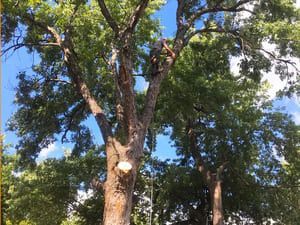 A person wearing a harness performs tree maintenance while perched high in a large, leafy tree against a blue sky.