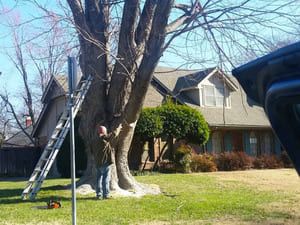 A person stands by a large tree in a yard, holding a chainsaw next to an extended ladder, with a house in the background.