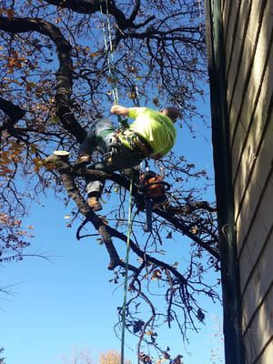 An arborist in a high-visibility lime shirt, harnessed and working with a chainsaw in a tree next to a house.
