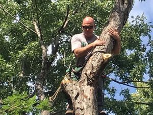A person wearing sunglasses and a T-shirt climbs a large tree, holding onto the trunk amidst green foliage.