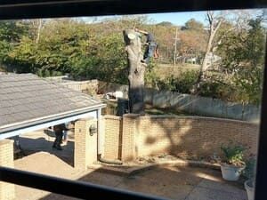 A worker uses a chainsaw while perched high on the trunk of a large, de-limbed tree in a residential backyard.