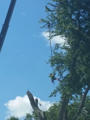 An arborist in a safety harness is suspended by a crane cable while working in the branches of a tall tree.