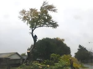 A person stands high up in the bare, cut trunk of a tree during a tree-trimming job on a cloudy day.