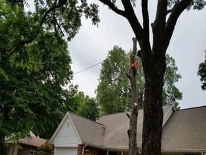 A worker in safety gear climbs a tree near a house to prune branches.