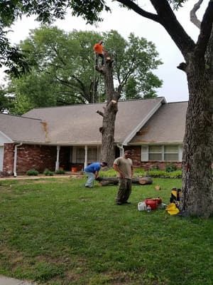 Three workers remove a large tree in front of a brick house, one aloft in the branches and two on the lawn.