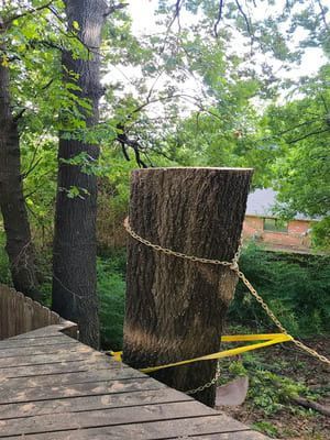 A severed tree trunk stands upright in a yard, secured by yellow nylon straps and metal chains to nearby trees.