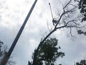 A worker suspended by a crane cable removes branches from a tall, leafless tree against a cloudy sky.