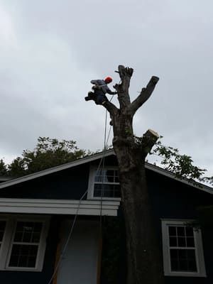 A person in a red hard hat uses climbing gear to trim the branches of a tall tree next to a dark blue house.