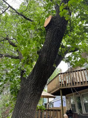 A large oak tree with a freshly cut branch sits beside a wooden deck and residential house.