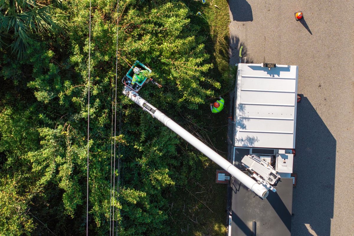 An aerial view shows a utility truck using a bucket lift to clear tree branches away from power lines near a road.