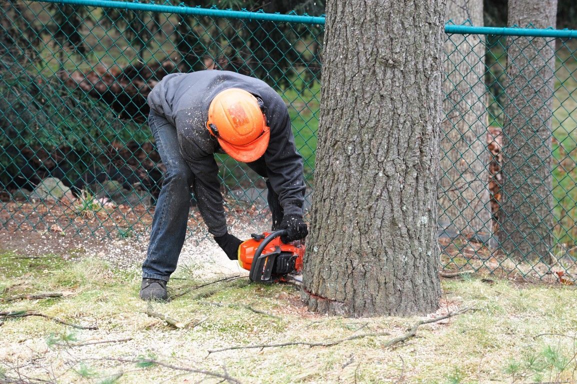 Professional tree removal contractor cutting down a large tree with a chainsaw in Cranberry Township, PA.