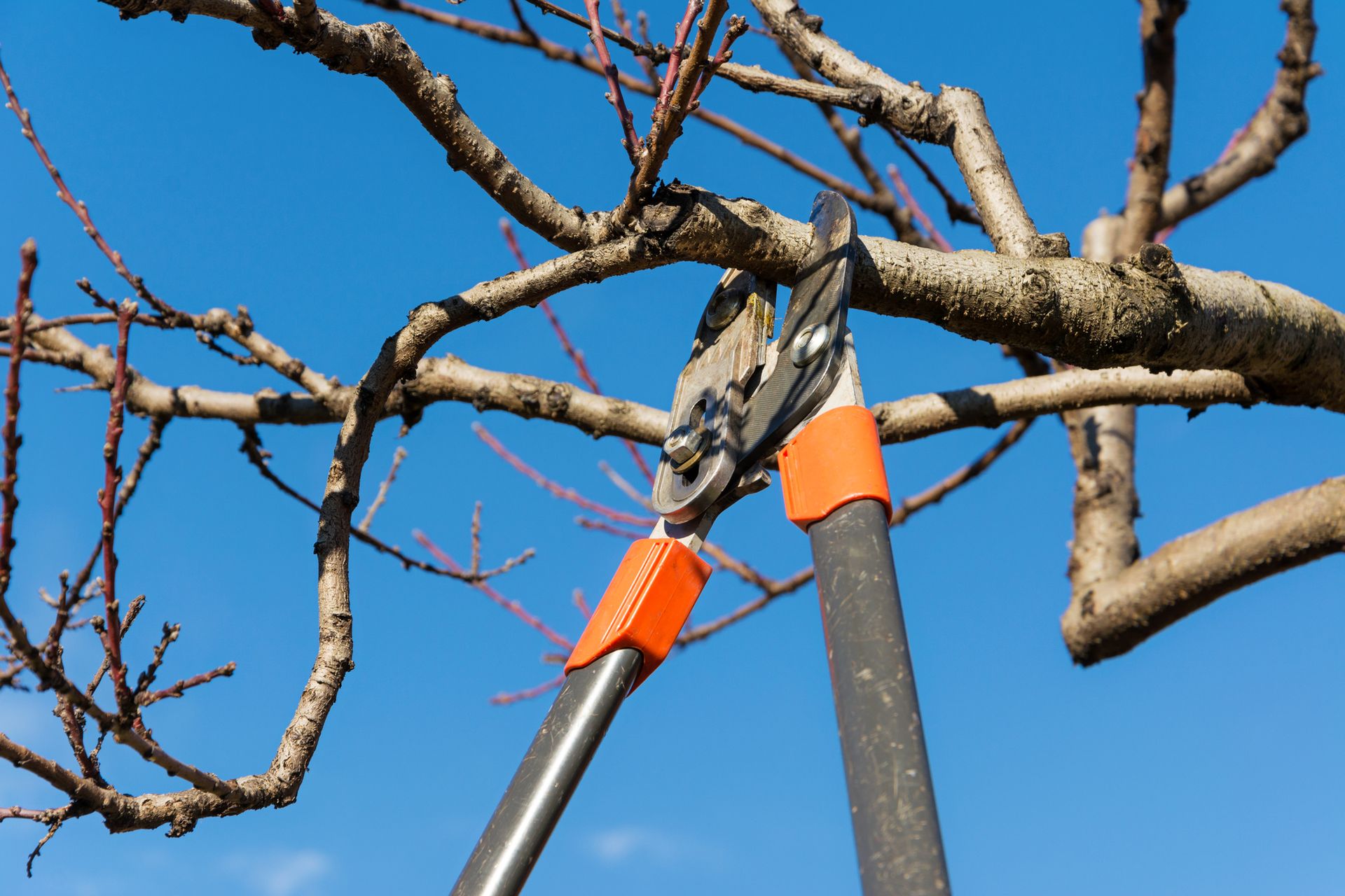 Gardener pruning tree branches with orange-handled shears under a blue sky.