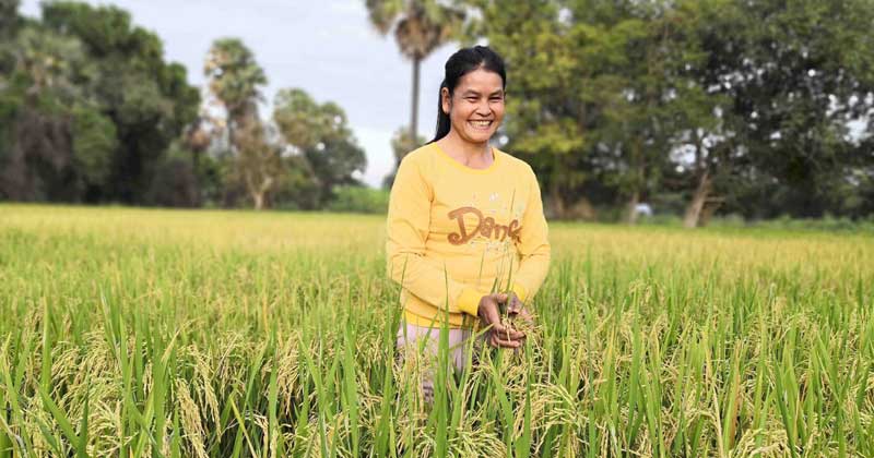 Growing dry season rice in Cambodia
