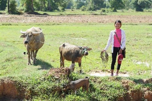 Person with HOPE Animal Bank cows