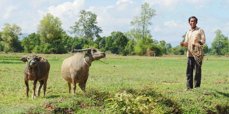 Animal Bank Cows