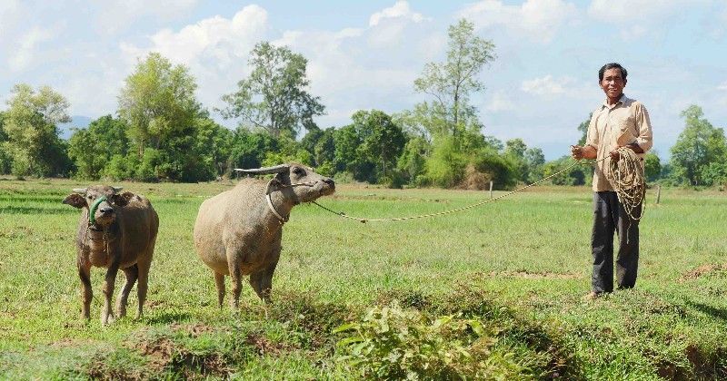 Cows from HOPE animal bank in Cambodia