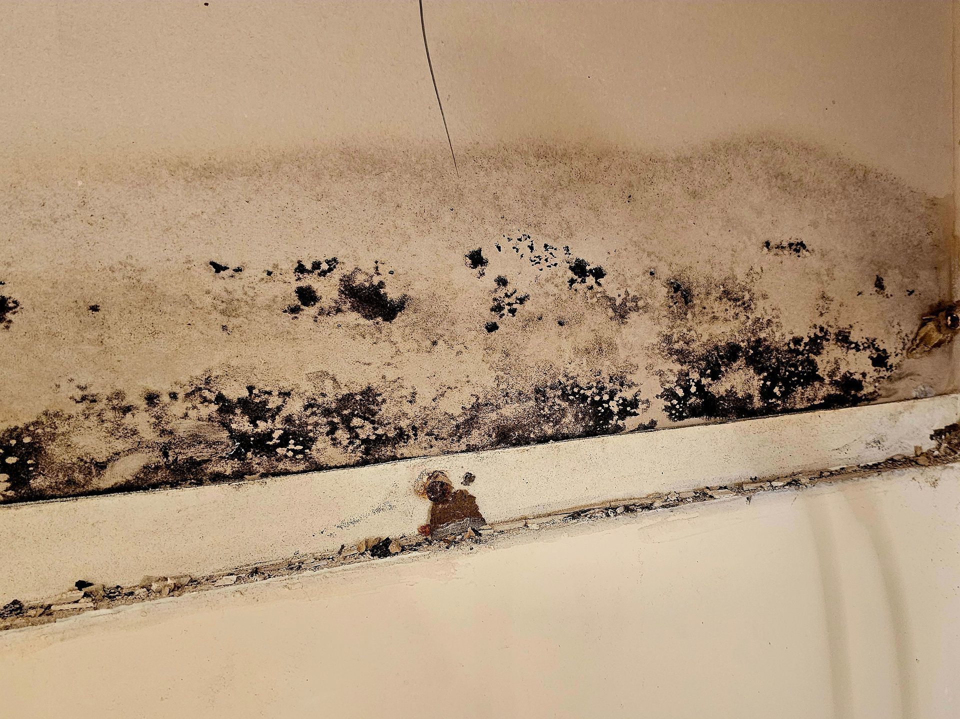 A close up of a wall with black mold growing on it.