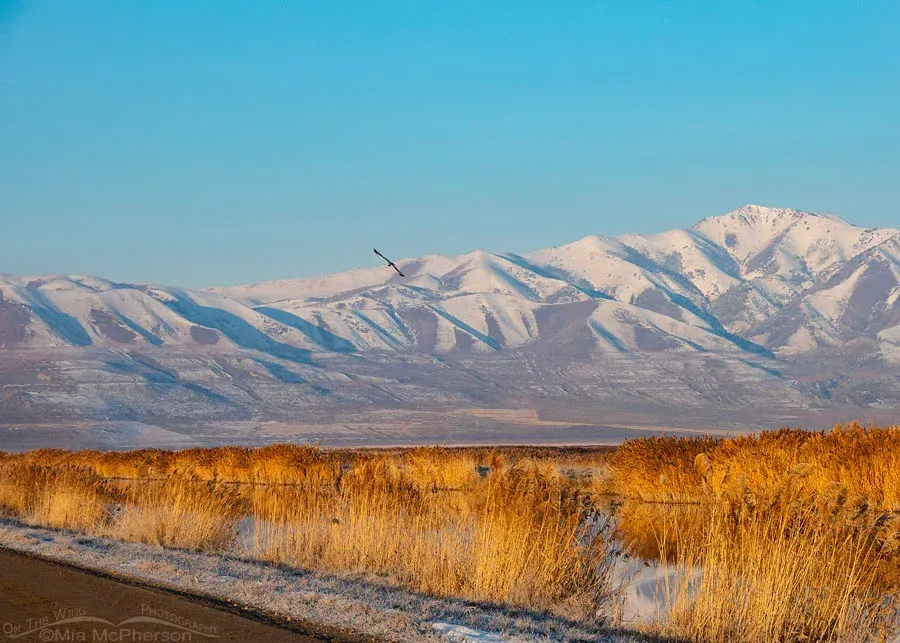 Table, chair, and tent rentals available in Box Elder County Utah