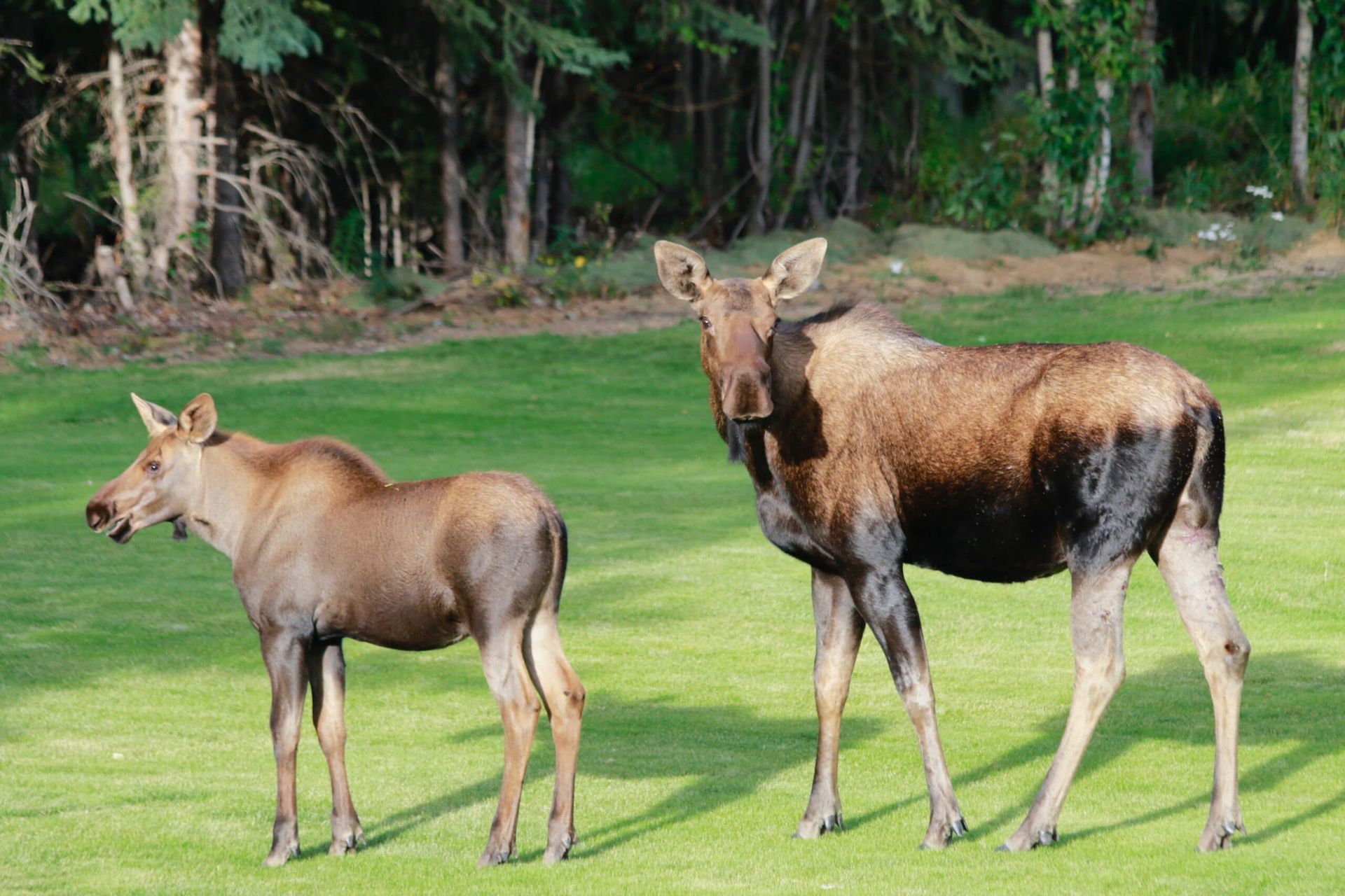 Two moose standing next to each other in a grassy field
