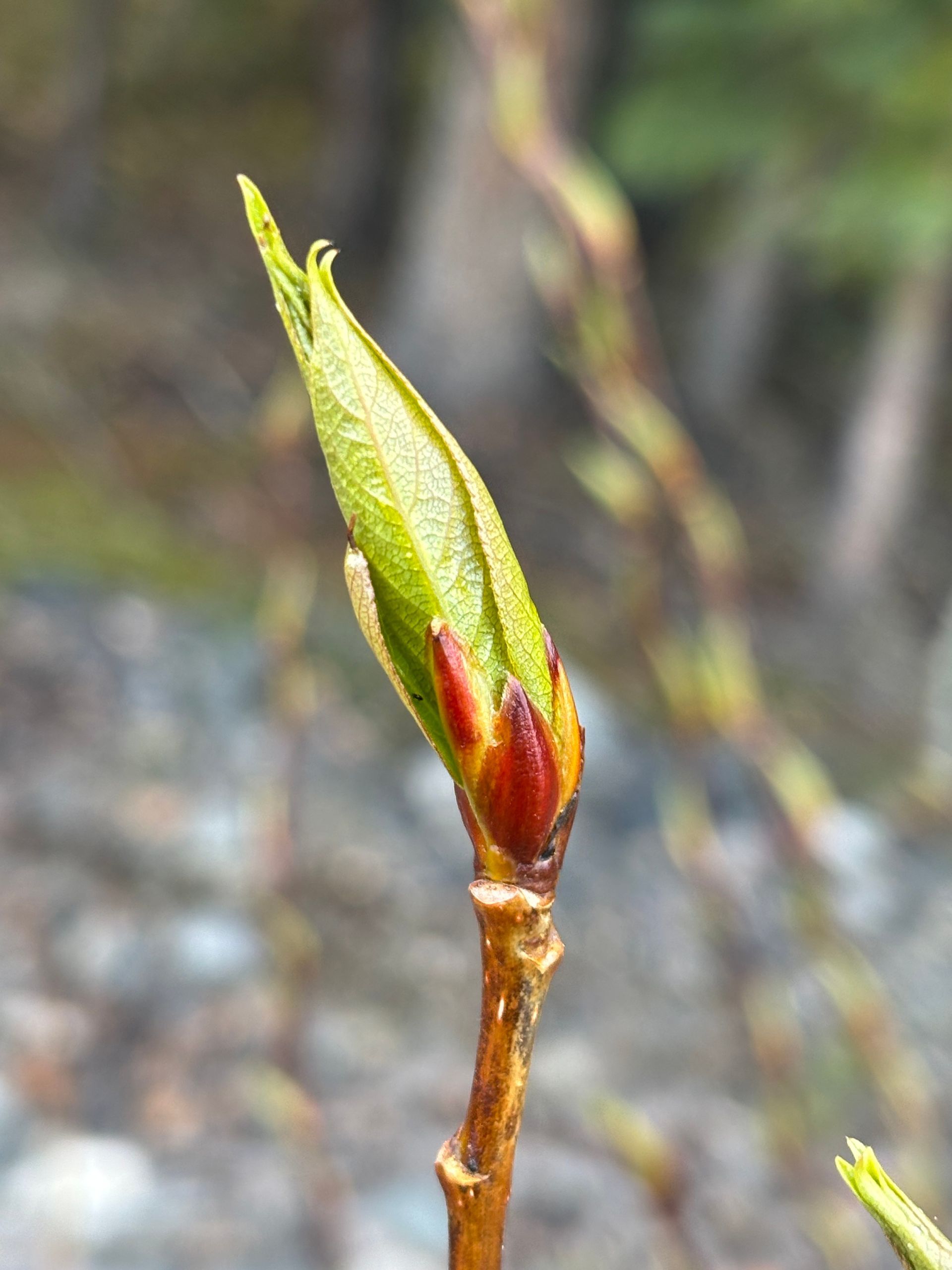 Close-up of a poplar bud with bright green leaves and red tips - a sign of spring. 