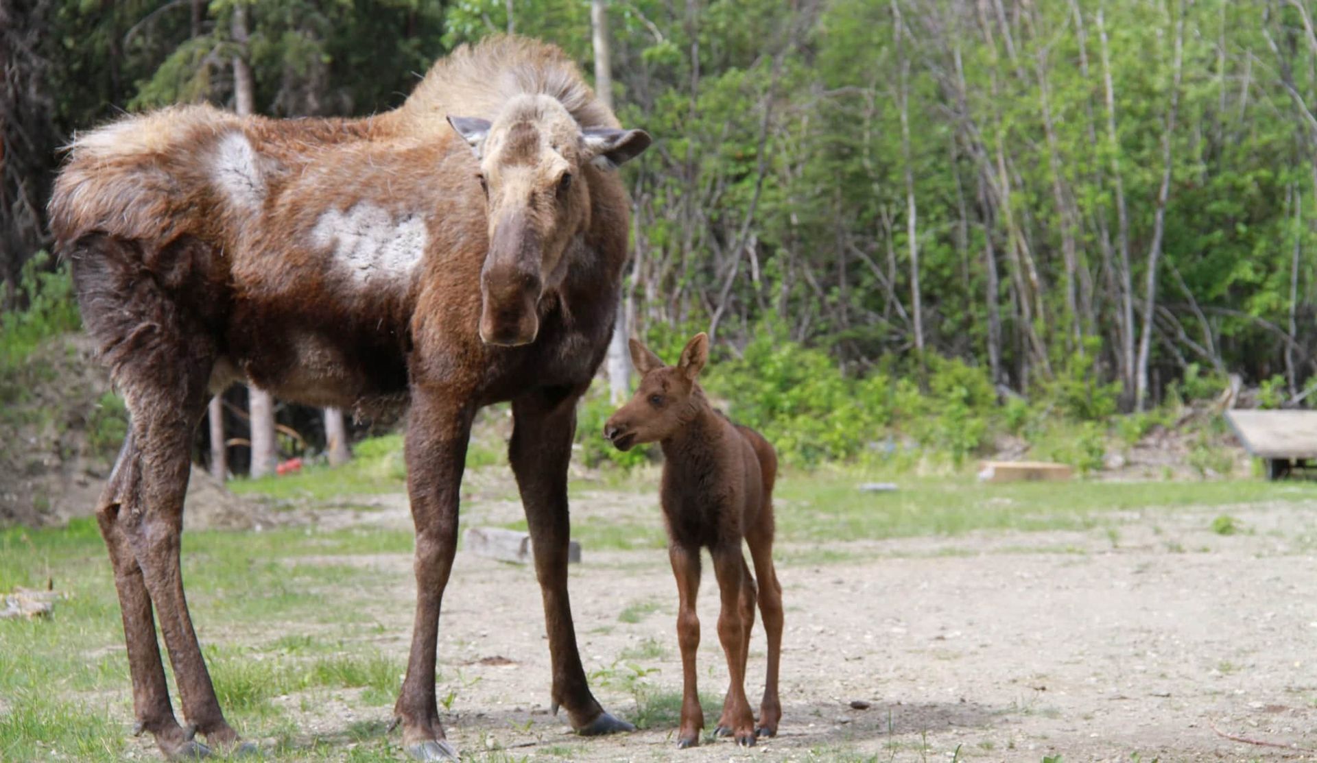 A moose and her baby are standing next to each other in a field.