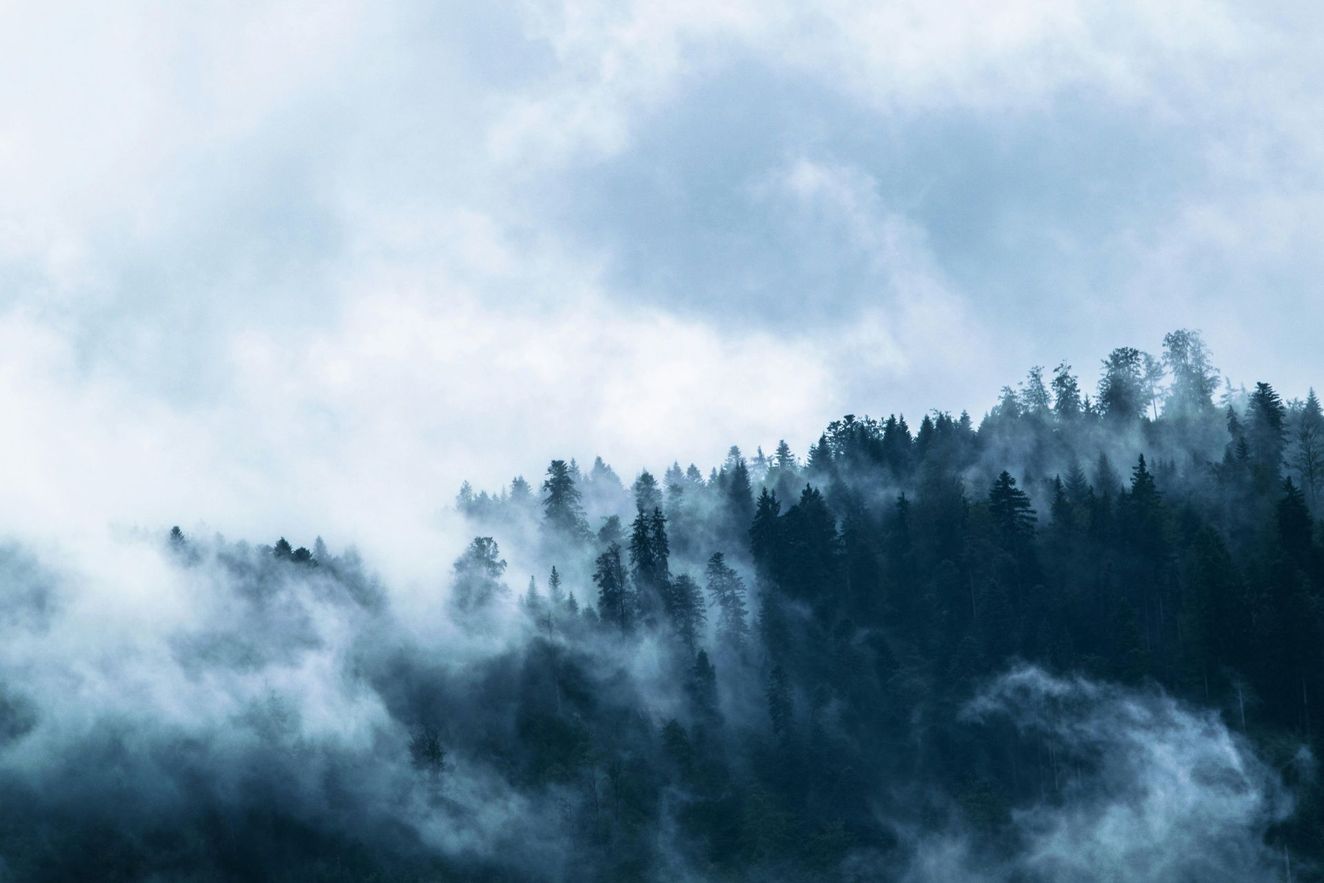 A foggy forest with trees covered in fog and clouds