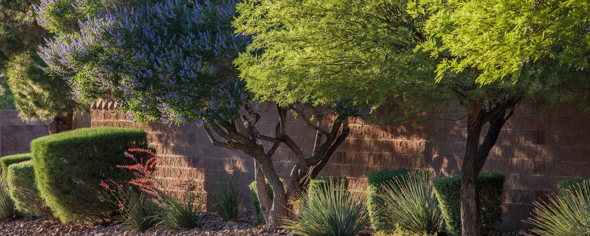 Image of trees, bushes, and desert landscaping in City of Henderson, Nevada.