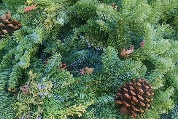 fresh cut pine
