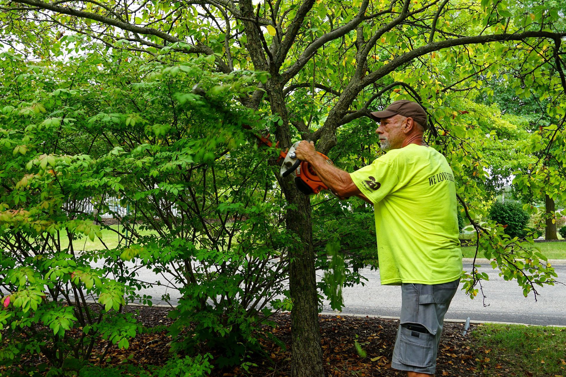 A man is cutting a tree with a chainsaw.
