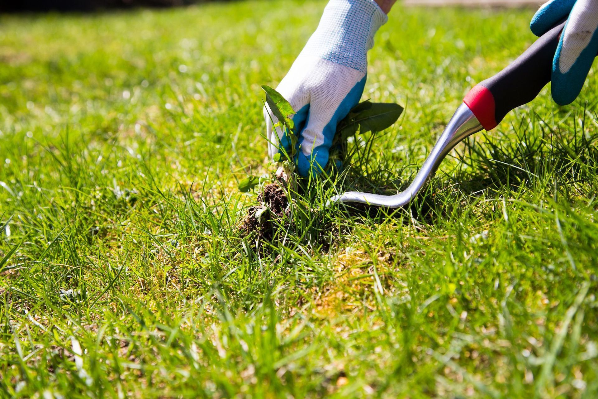 Weed removal