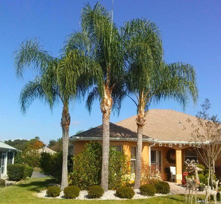 A house with palm trees in front of it