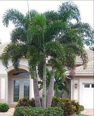 A palm tree is in front of a house