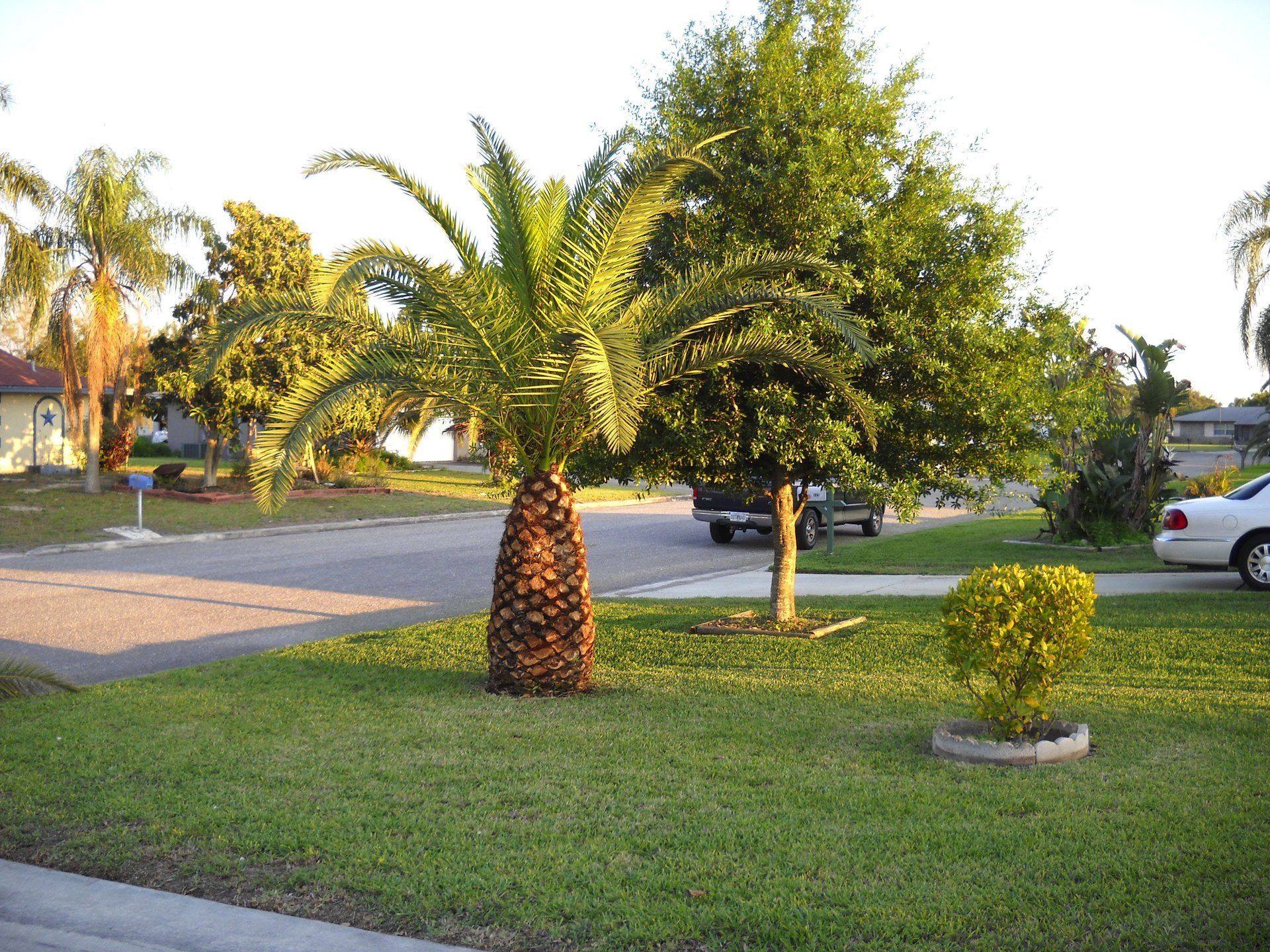 Front Yard Landscape