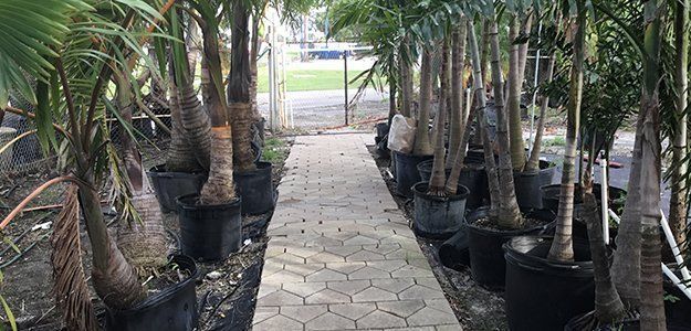 A stone walkway leading to a row of potted plants