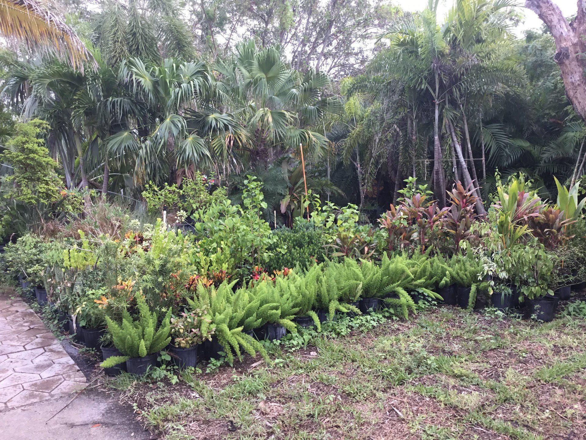 A garden filled with lots of potted plants and trees