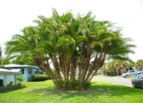 A large palm tree is in the middle of a lush green field