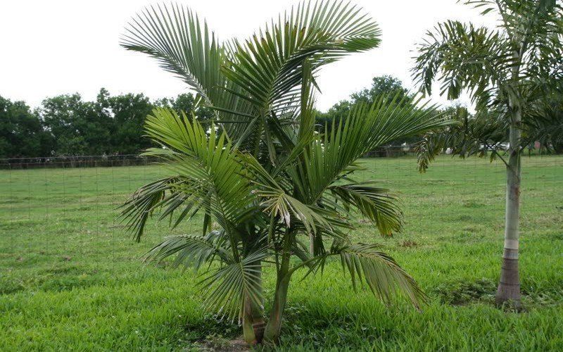 A palm tree is growing in the middle of a grassy field