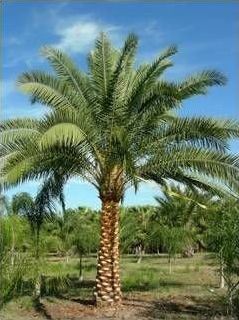 A palm tree is standing in the middle of a field