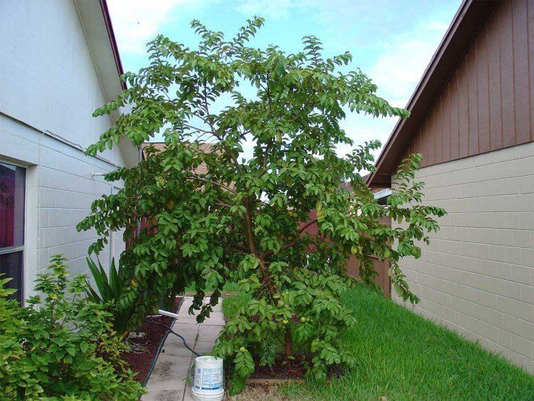 A tree with lots of leaves is in the backyard of a house