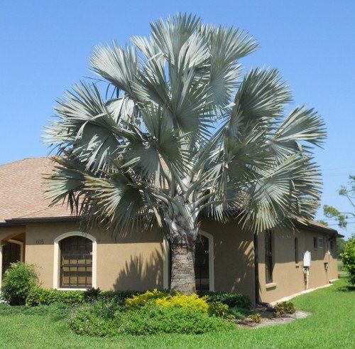 A house with a palm tree in front of it