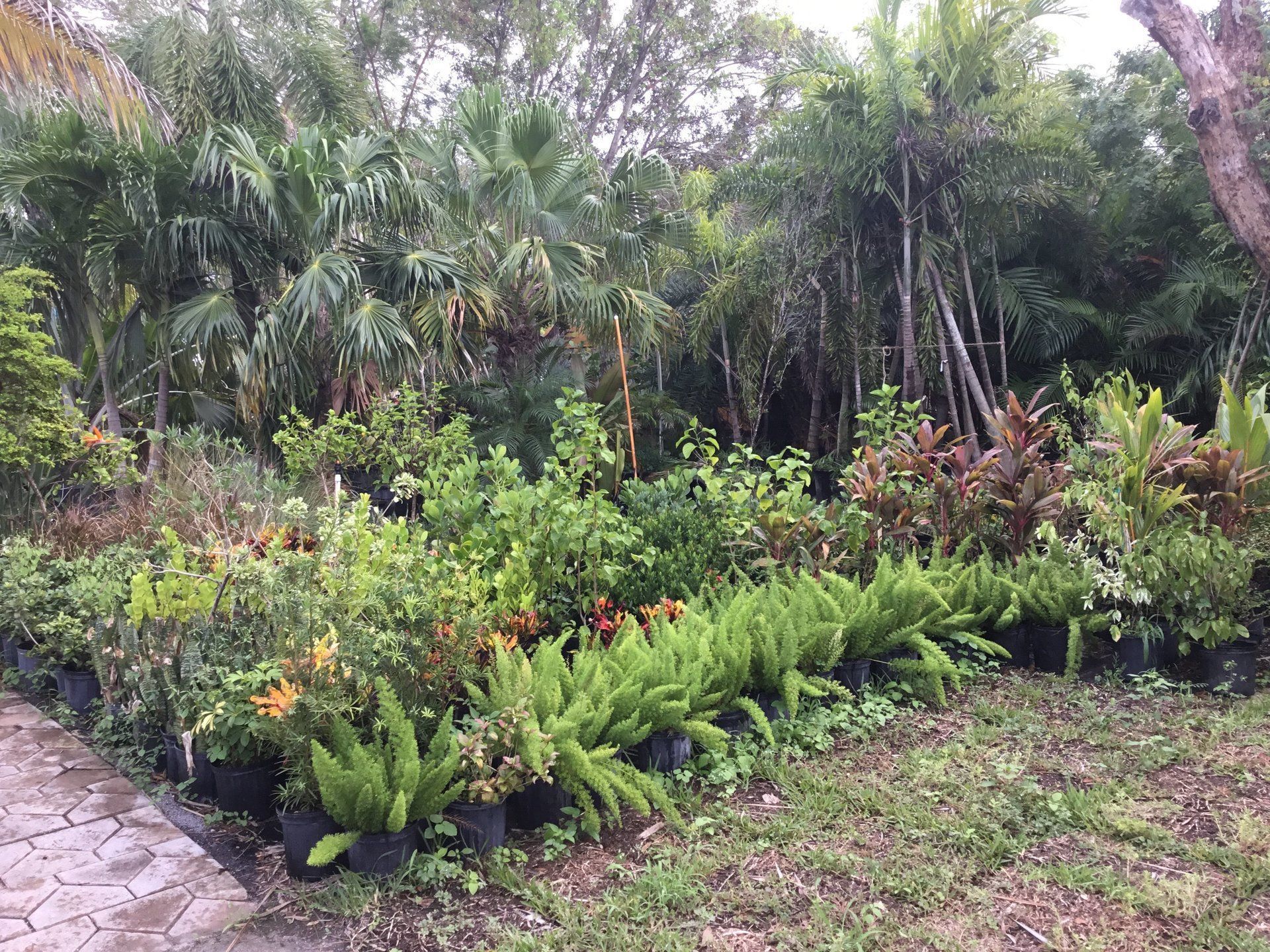 A garden filled with lots of potted plants and trees