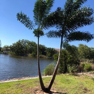 Two palm trees in front of a body of water